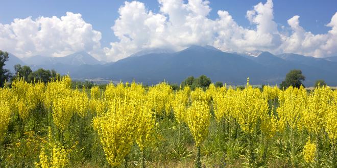 a field of mullein in the clean blue sky