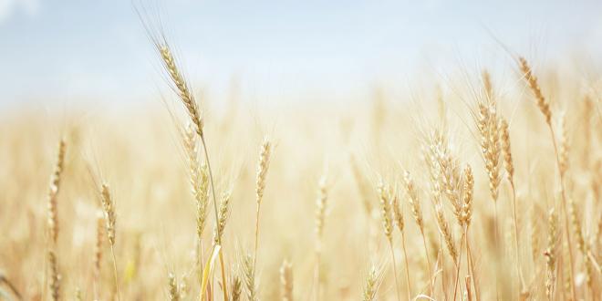 a field of wheat