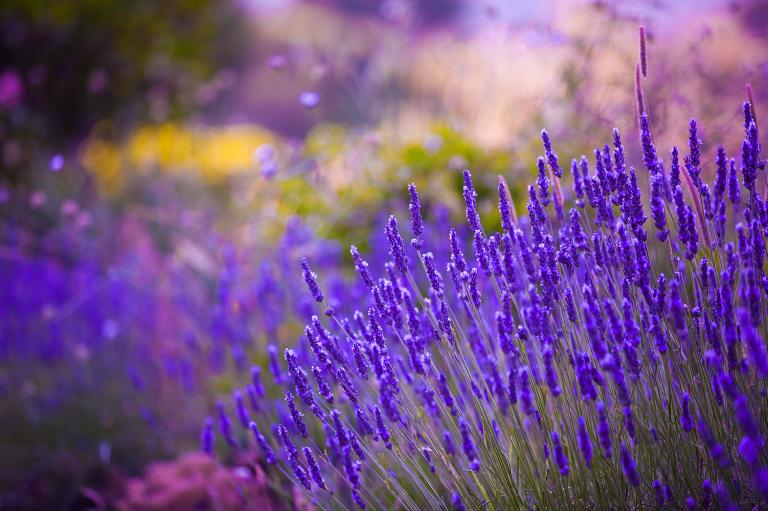 lavender growing in a garden or field