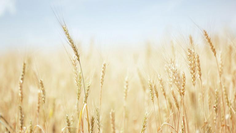 a field of wheat